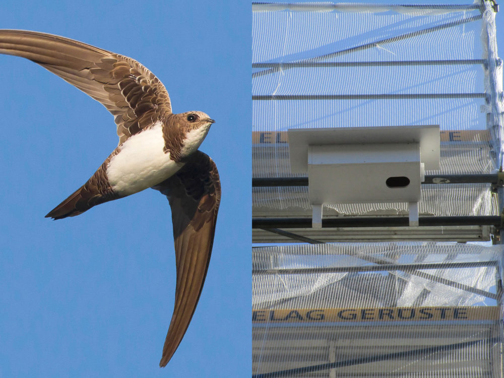 2017 06 30 Alpensegler2