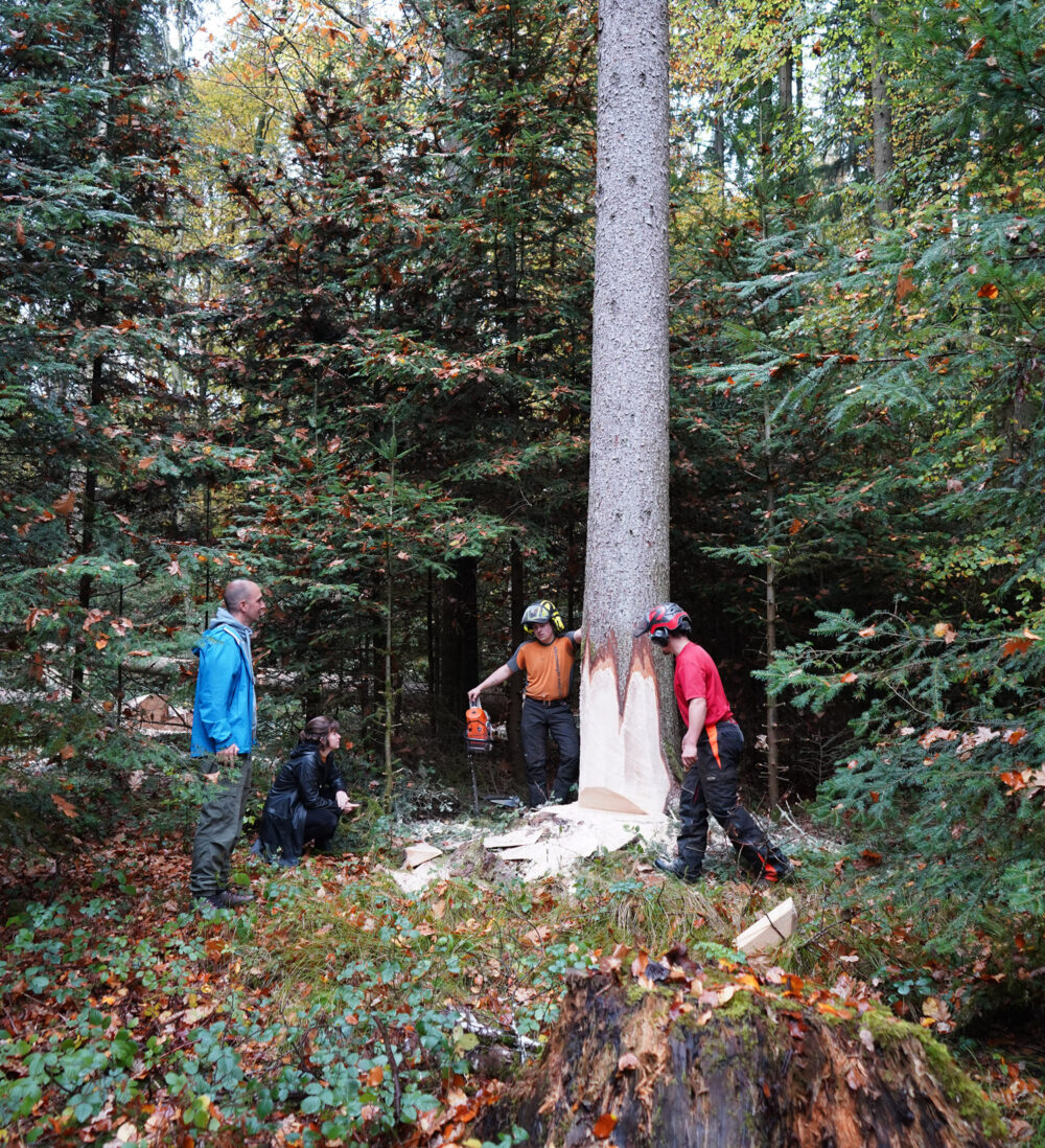 2022 11 Baumeinschlag